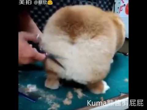 Corgi Going to hair cut -CUTE PETs