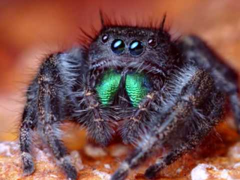 phidippus female jumping spider audax macro adult