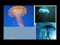 Invertebrate Diversity Part 1 - Porifera to Annelids