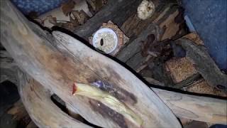 Bantua sp. "Namibia" Care Video