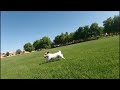 Just Jesse the Jack Running in Slow Motion
