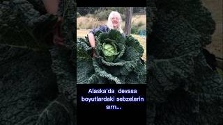 Alaskada Devasa Boyutlardaki Sebzelerin Sırrı... , , ,