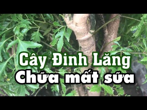 Cách làm lợi sữa