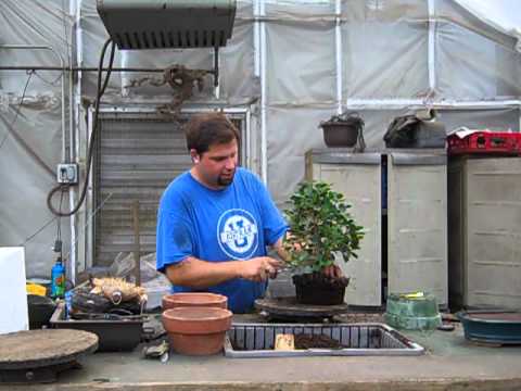Repotting a stock tree into a Bonsai pot Glen Shows You How To Take Your Stock Plant And Properly Pot It Into A Bonsai Container You Can Do...