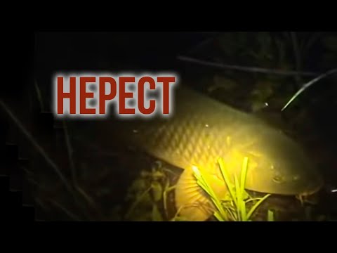 когда нерестится сазан видео когда нерестится сазан видео