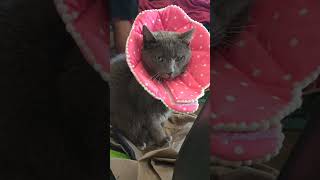Hes A Child With Fur. Now Hes A Decorative Flower.