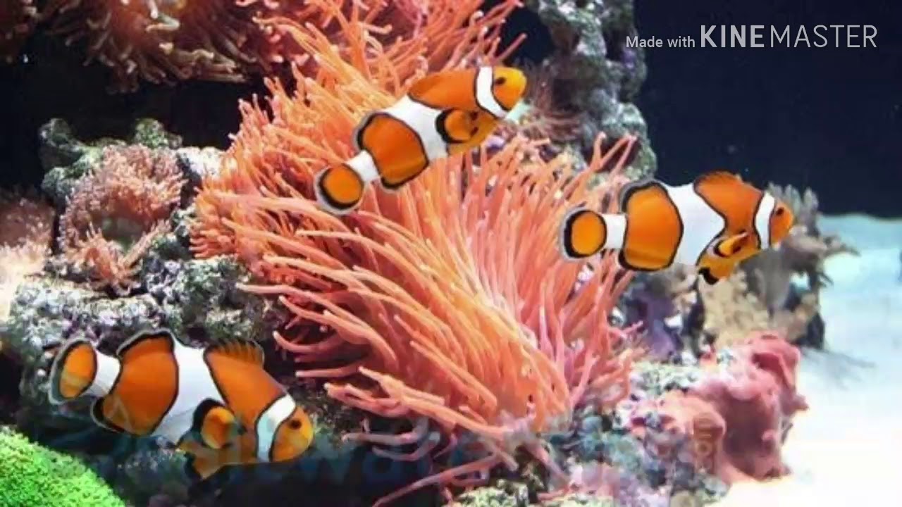 Коралловые рыбы названия