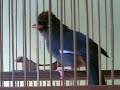 Burung Poksay Yg Nurut Dg Siulan images Burung Poksay Yg Nurut Dg Siulan