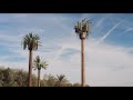 Last Wave Video preview