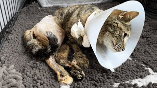 How My Barn Cat Came Back from the Dead | The Return of Lil Barn Cat to the Farm