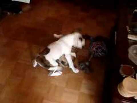 american bulldog puppies cross. English Bulldog Puppy vs