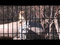 Girl Scouts Feed Lions and Bears at the Pueblo Zoo