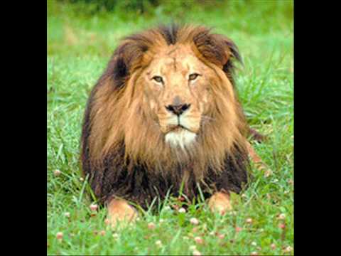 L'histoire De La Vie - Le Roi Lion Video