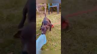 Apbt Puppy Full Hot Blood Aggressive