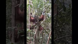 Male Orangutan Traversing Through Trees.