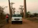 Alley of Baobabs, Madagascar - Conservation International