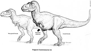 Pregnant T. Rex Unearthed