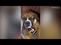 More Funny Dog compilation, Videos😂😳😀