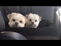 More Funny Dog compilation, Videos😂😳😀