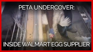 Inside a Walmart Supplier’s Egg Farm: A PETA Undercover Investigation