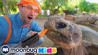 Blippi Visita un Zoológico - Vídeos Educativos | @BlippiEspanol | Moonbug Kids en Español