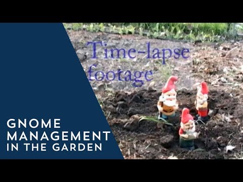 Gnome Management in the Garden