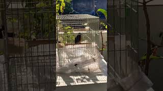 Banho De Sol Fonte De Vit Para Os Animais.