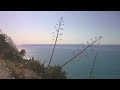 Il Florilegio Video preview