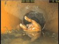 Dyno Rod Rescue Puppy From Drain