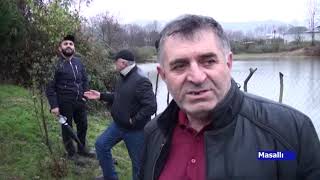 07 01 2020 Masalli Alca Agaci