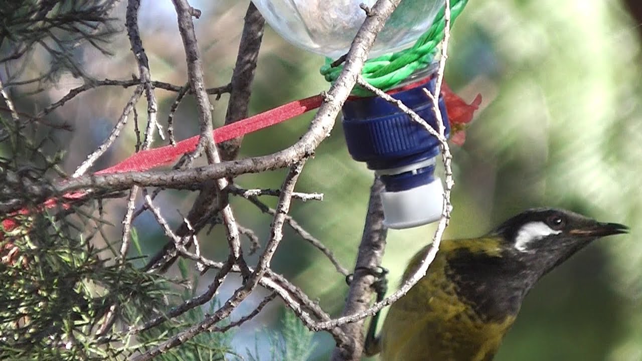 how to make nectar feeder for honeyeater birds youtube how to make nectar feeder for honeyeater birds youtube