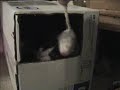 Jammer Cat In a Box