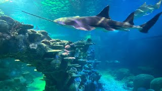 Hiking And Other Adventure Sea Life Sydney Aquarium - Walang Sirena