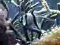 Foto pequena Sea Life - Fish Part - 01