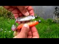 Fishing: Cannibal Shad Minnow vs Glitter Bug. Pike strike attack lure underwater. Рыбалка щука атака