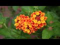 Nature Pictures - For A Friend ecards - Flowers Greeting Cards Nature Pictures - For A Friend ecards - Flowers Greeting Cards