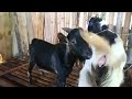 Baby goats mate very well | Eps #85