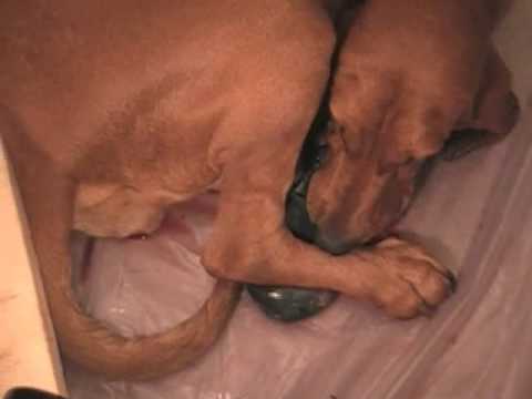 pictures of puppies being born pictures of puppies being born