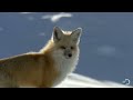 Fox Dives Headfirst Into Snow | North America