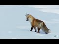 fox