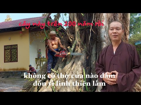 Cây Đa trên 200 năm tuổi Nhiều thợ cưa bỏ chạy nhưng "vua khỉ miền tây" thì không