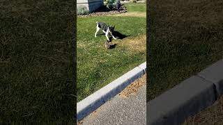 Decker Rat Terrier Hunting Rockchucks