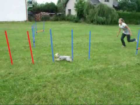 free online dog breeding games