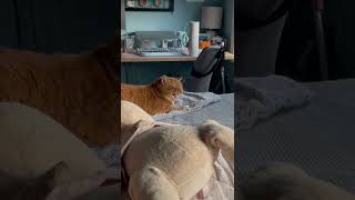 Cat Gets Upset When Owner Sneezes Viralhog