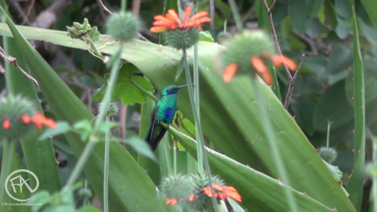 Sparkling Violetear in Slow Motion