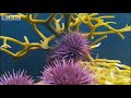 Army of Sea Urchins - Planet Earth - BBC Wildlife