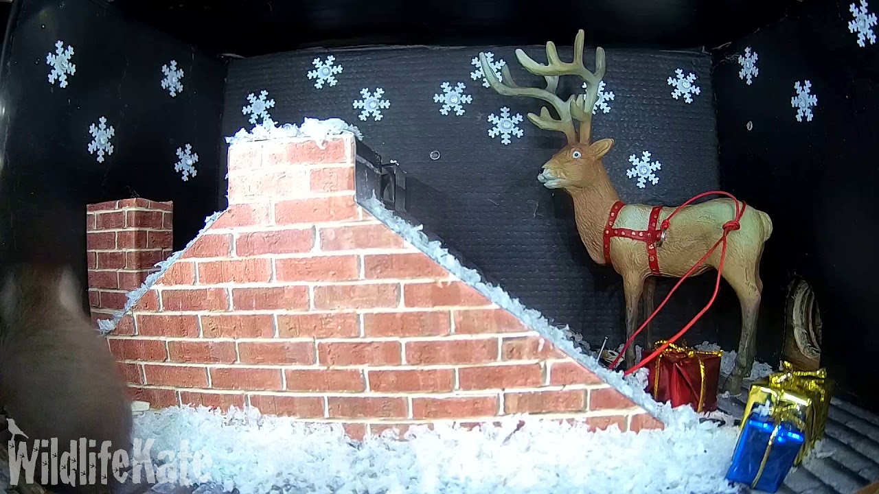 Christmas Mammal Rooftop 2020
