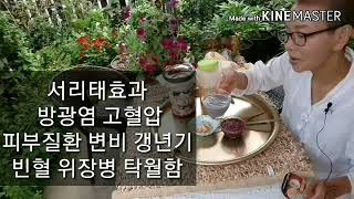 허약체질개선 양배추로 천연유산균 프로바이오틱스만들기