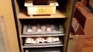 Putting Turkey eggs in the incubator
