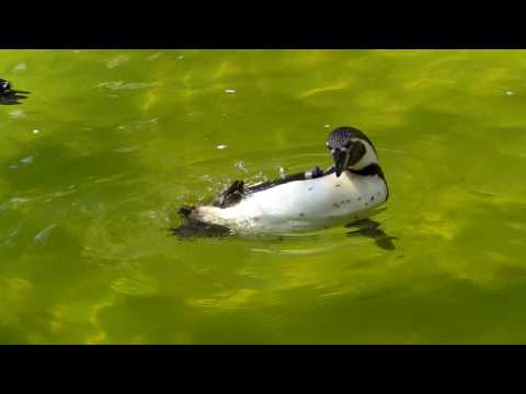 京都市動物園のペンギン